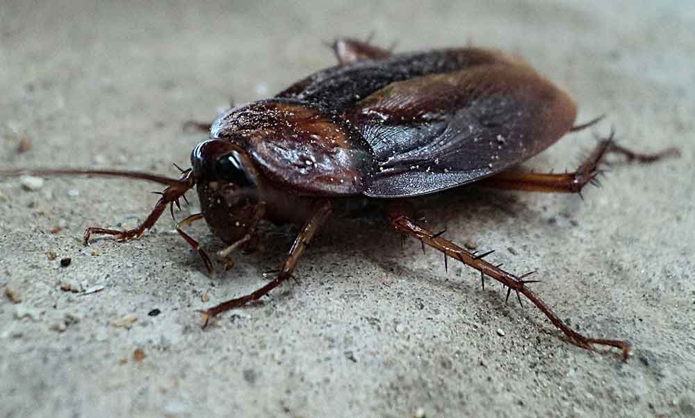 cafard-noir-de-jardin-cockroach